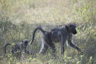Green Baboon (Papio anubis) with young