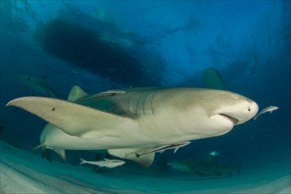 Lemon shark (Negaprion brevirostris) underside