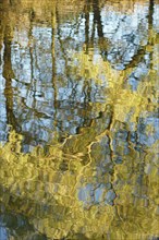 Reflection of willow (Salix sp.) in river