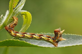 Caterpillar of the Mottled Umber (Erannis defoliaria)