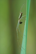 Long-jawed orb-weaver spider (Tetragnatha extensa) with prey