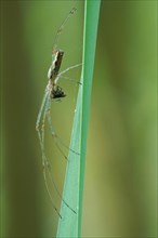 Long-jawed orb-weaver spider (Tetragnatha extensa) with prey