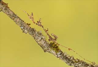 Ornate mantis (Gongylus gongylodes)