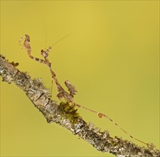 Ornate mantis (Gongylus gongylodes)
