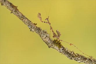 Ornate mantis (Gongylus gongylodes)