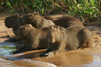 Capybaras (hydrochaeris hydrochaeris) on sandbank in river