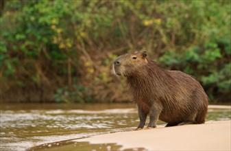 Capybara (hydrochaeris hydrochaeris) sitting on sandbank in river