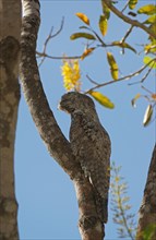 Great Potoo (Nyctibius grandis) on a tree