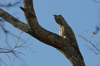 Well camouflaged Great Potoo (Nyctibius grandis) on a tree