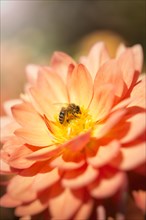 Honeybee (Apis mellifera) on a dahlia flower (Dahlia)