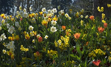 Tulips (Tulipa) and daffodils (Narcissus) in a meadow