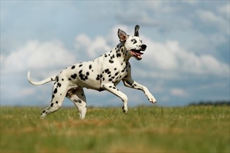 Dalmatian with one blue eye running through a meadow
