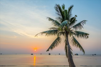 Palm tree at sunset by the sea