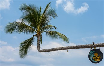 Palm tree with sign of the Lotus Bar