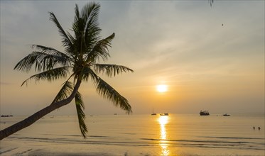 Palm tree at sunset on the beach of Koh Tao