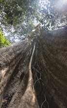 Big tree in the jungle