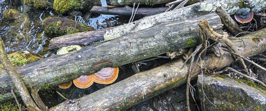 Fallen trees