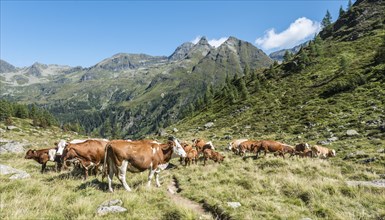 Herd of cows grazing in a meadow in the Alps