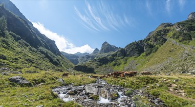Herd of cows in a meadow and a stream in the Alps