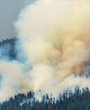 Clouds of smoke of a wildfire