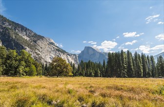 Marshland in autumn in Yosemite Valley