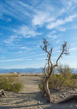 Creosote Bushes (larrea tridentata) in the Mesquite Flat Sand Dunes