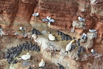 Many nesting sites in a Lummen cliff