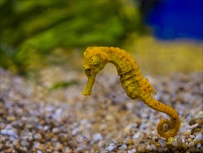 Yellow spiny seahorse or thorny seahorse (Hippocampus histrix)