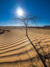 Dried out tree in the sand