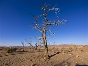 Dried out camel thorn tree (Acacia erioloba) in Kulala Wilderness Reserve on the edge of the Namib Desert