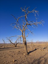 Dried out camel thorn tree (Acacia erioloba) in Kulala Wilderness Reserve on the edge of the Namib Desert