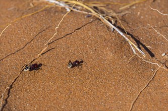 Namib dunes ant (Camponotus detritus) in the sand dunes