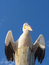 Great white pelican (Pelecanus onocrotalus) sitting on a wooden post