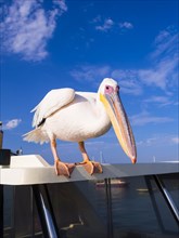 Great white pelican (Pelecanus onocrotalus) sitting on a boat