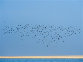 Flock Of Birds flying over sandbank