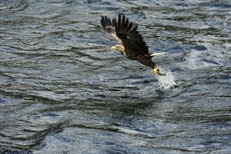 Eagle (Haliaeetus albicilla) takes prey fish out of water