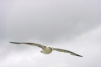 Fulmar (Fulmarus glacialis) in flight