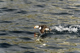 Puffin (Fratercula arctica) starting on the water