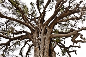 Treetop of an old Argan tree (Argania spins)