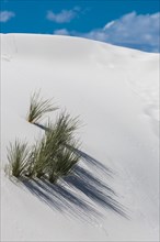 Desert grass plants on white sand dune