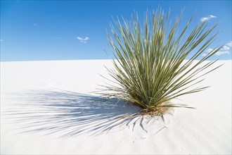 Soaptree (Yucca elata) on white sand dune