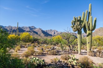 Cactus landscape with giant mutant Saguaro cactuses (Carnegiea gigantea)