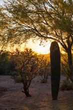 Saguaro cactus (Carnegiea gigantea) and staghorn cholla cactus (Opuntia versicolor) at sunset