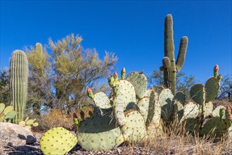 Cactus landscape with Saguaro cactuses (Carnegiea gigantea) and Engelmann's Prickly Pear Cactus (Opuntia engelmannii)
