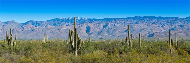 Cactus landscape with Saguaro cactuses (Carnegiea gigantea)