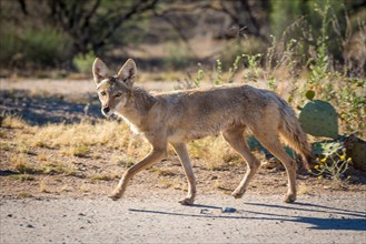 Coyote (Canis latrans) on dirt road