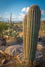 Cactus landscape with young Saguaro cactuses