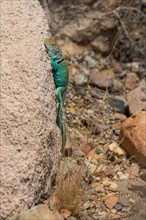 Common Collared Lizard (Crotaphytus collaris) on rock