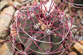 Young fishhook barrel cactus (Ferocactus wislizeni) with red spines