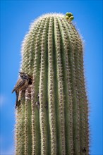 Top of saguaro cactus (Carnegiea gigantea) with cactus wren (Campylorhynchus brunneicapillus) in front of woodpecker's hole